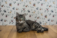 animal-pet-photography-grey-shorthair-tabby-cat