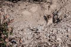 animal-wildlife-photography-weasel