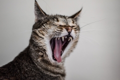 animalpet-photography-cat-yawning