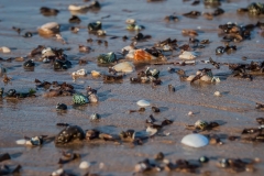 beach-photography-seashells