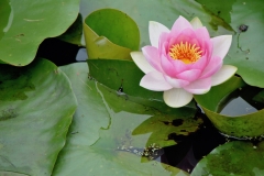 japanese-garden-flower-photography-water-lily