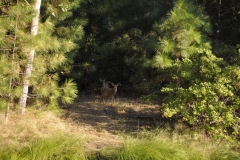 nature-landscape-photography-yosemite-national-park-california-deer