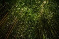nature-photography-bamboo-tree-forest