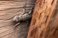 nature-photography-lizard-gecko